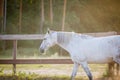 Gray mare horse walking in paddock in evening sunlight on forest background Royalty Free Stock Photo