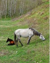 Gray Mare  with Resting Brown Foal Royalty Free Stock Photo