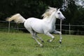 Gray mare running through on the paddock Royalty Free Stock Photo