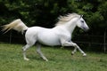 Gray mare running through on the paddock Royalty Free Stock Photo