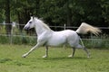 Gray mare running through on the paddock