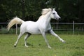 Gray mare running through on the paddock Royalty Free Stock Photo