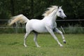 Gray mare running through on the paddock Royalty Free Stock Photo