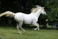 Gray mare running through on the paddock Royalty Free Stock Photo