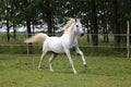 Gray mare running through on the paddock Royalty Free Stock Photo