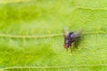 Gray meat fly insect on the big green leaf in nature. Bottle fly.