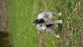 A gray Merle border collie puppy with blue eyes walks in a spring park on the green grass. The happy young dog peed