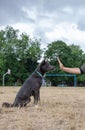 Gray mestizo dog playing with a man