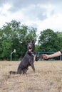 Gray mestizo dog playing with a man