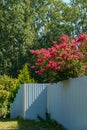 Gray metal fence around private area with Lagerstroemia indica in blossom. Beautiful pink flowers on ÃÂ¡rape myrtle tree. Royalty Free Stock Photo