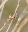 A Midge (Genus Chironomus) Insect Resting on a Branch in Colorado Royalty Free Stock Photo