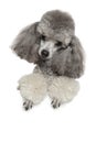 Miniature poodle on a white background Royalty Free Stock Photo