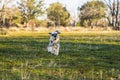 Gray miniature schnauzer running happily through the meadow