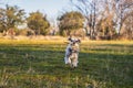 Gray miniature schnauzer running happily through the meadow