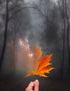 Gray misty autumn away, an orange leaf dissolves into smoke. landscape, autumnal Royalty Free Stock Photo