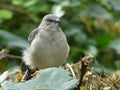 Mockingbird with Penetrating Gaze Sitting on Grape Vines Royalty Free Stock Photo