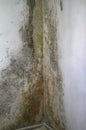 Gray mold and fungus on the wall of the room, the effects of high and excessive humidity in the room. Royalty Free Stock Photo