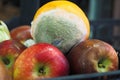 Gray Mold on orange fruit close up