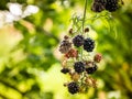 Gray mold on red blackberry fruit