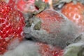Gray mold on red strawberries