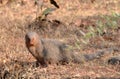 Indian Gray Mongoose