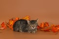 Gray mongrel kitten against the background of autumn leaves