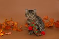 Gray mongrel kitten in a scarf and autumn leaves