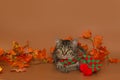 Gray mongrel kitten in a scarf and autumn leaves