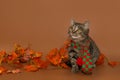 Gray mongrel kitten in a scarf and autumn leaves