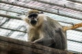Gray monkey looks suspiciously at the camera through the cage