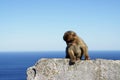 Gray monkey sitting on a stone wall by the sea in Gibraltar Royalty Free Stock Photo