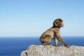 Gray monkey sitting on a stone wall by the sea in Gibraltar Royalty Free Stock Photo