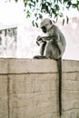Gray monkey sitting on a wall on asia street 1 Royalty Free Stock Photo