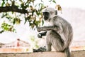 Gray monkey sitting on a wall on asia street 2 Royalty Free Stock Photo