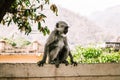 Gray monkey sitting on a wall on asia street Royalty Free Stock Photo