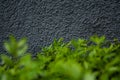 Gray monophonic background or texture with roughness. Blue shade. Plaster on a wall. Bright green leaves of bushes.