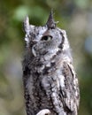 Eastern Screech Owl Royalty Free Stock Photo