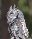 Eastern Screech Owl Royalty Free Stock Photo