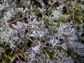 Gray moss, macro. Background.