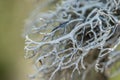 Gray moss on the tree branch in spring, Finland Royalty Free Stock Photo
