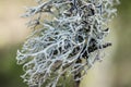 Gray moss on the tree branch in spring, Finland Royalty Free Stock Photo