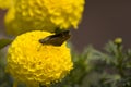 gray moth or butterfly sitting on a yellow marigold flower in the garden Royalty Free Stock Photo