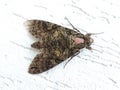 Gray moth sitting on white background with caption space Royalty Free Stock Photo