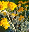Gray moth  on small yellow flowers Royalty Free Stock Photo
