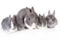 Gray mother rabbit with four bunnies