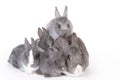 Gray mother rabbit with four bunnies