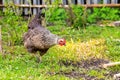 Gray motley chicken walks in the garden on the grass