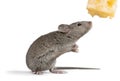 Gray mouse animal and cheese on background Royalty Free Stock Photo