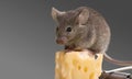 Gray mouse animal and cheese on background Royalty Free Stock Photo