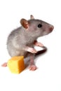 Gray mouse and cheese